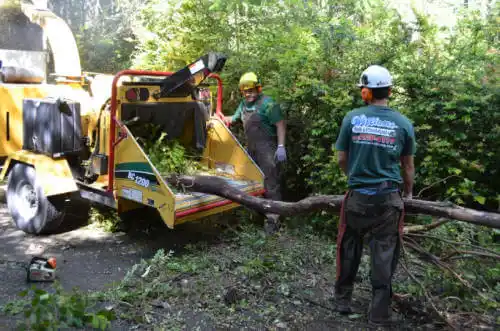 tree services Fern Park